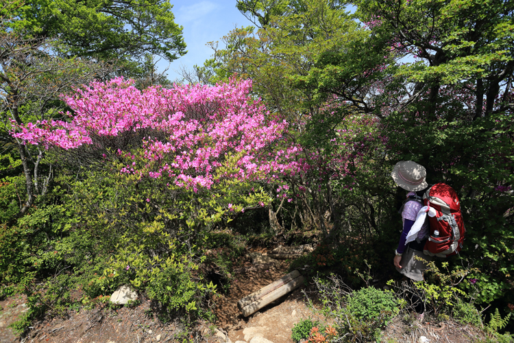 天城山 シャクナゲコース 山ガールのための山歩きガイド コースガイド 女性のための登山情報サイト 山ガールネット