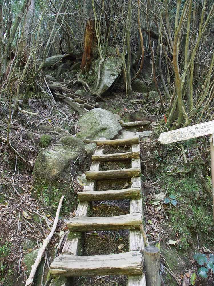 屋久島 縄文杉トレッキングコース 山ガールのための山歩きガイド コースガイド 女性のための登山情報サイト 山ガールネット